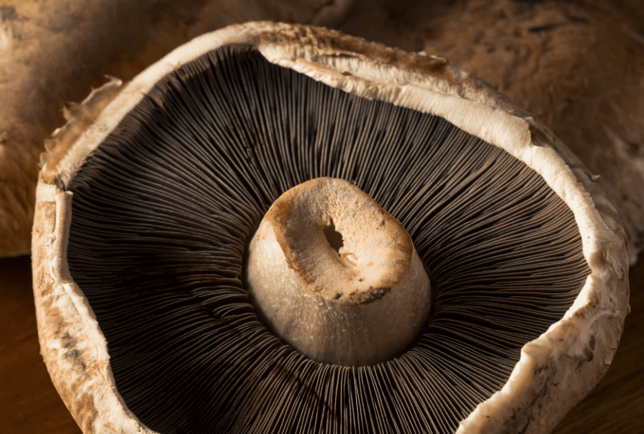 Portobello Mushrooms image